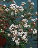 <em>Rulingia hermanniifolia</em>